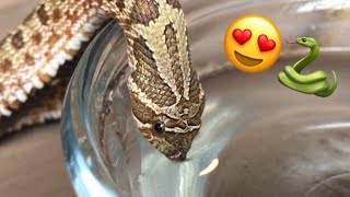 It's Adorable When A Snake Drinks Water!