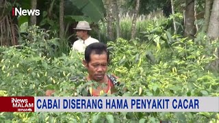 Petani Banyak Alami Gagal Panen, Harga Cabai Rawit Kian Melonjak #iNewsMalam 23/06