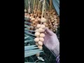 yellow khalal barhi dates