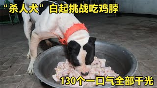 【姚三马】“杀人犬”白起挑战吃鸡脖，130个一口气全部干光，真是太生猛了