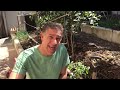 TOMATO CARE  EGG SHELL PUREE    NPK-CA   PEST CONTROL  IV ORGANIC PLANT GUARD