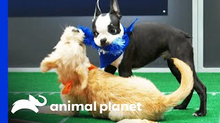 The First Touchdown of Puppy Bowl XVII!