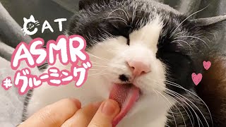 👅ASMR_cat 🎧飼い主への愛とグルーミングが止まらない猫。Sound grooming