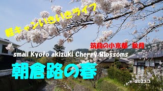 【4K】福岡県朝倉路の桜　筑前の小京都秋月、草場川の桜並木、キリン花園2023.3