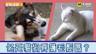 【寵物講醫D】冬天到 貓狗都要護膚/毛？