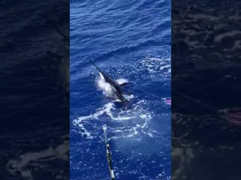 Pacific Blue Marlin Caught Off Maui April 18th, 2017 - YouTube