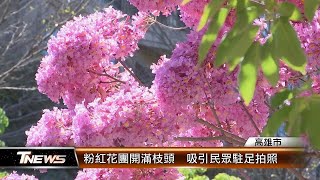 粉紅花團開滿枝頭 吸引民眾駐足拍照│T-NEWS聯播網