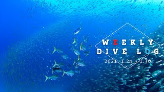 須江・内浦ビーチでダイビング合宿！！何本潜っても飽きない海！Weekly Dive Log 【1/24~30】