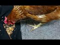 chicken pecking order update i