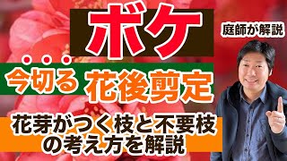 春の剪定と冬の剪定が大切なボケの花芽と不要枝の考え方についての解説【庭師が解説】