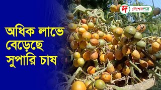 লক্ষ্মীপুরের অধিক লাভে বেড়েছে সুপারি চাষ | Lakshmipur | Betel Nut | Desherpotro News