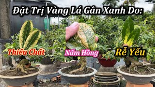 Đặt Trị Vàng Lá Gân Xanh - Chăm Sóc Mai Vàng - Mai Vàng Duy Hiếu