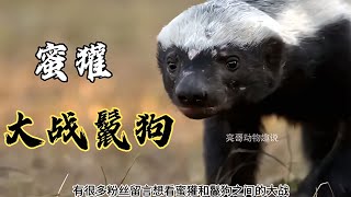 鬣狗獵殺蜜獾，眾鬣狗包圍，蜜獾今夜能否脫險？ #老虎VS獅子 #動物 #獅子 #最新 #2022