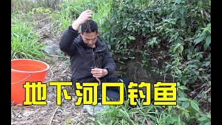 地下河口究竟通往何处？阿琪下竿一条接一条咬钩，乐坏了真过瘾#野钓#钓鱼#地下暗河【农村阿琪】