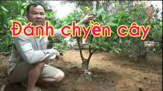 Cách đánh chuyển bầu cây và trồng lại