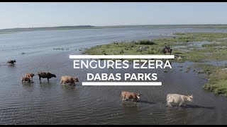 Engures dabas parks / Wild cows swim by the Engure lake in Latvia. Nature Park - Engures Ezers