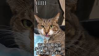 てんかん発作を起こした猫に鍼灸治療を施した記録動画