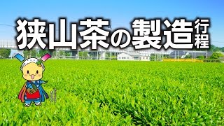 狭山市 狭山茶の製造工程