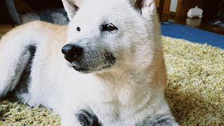 祝！初めてＣＭ出演する柴犬あいたん、大女優顔で現場に癒しを届ける