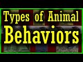 Types of Animal Behavior | Innate or Instinct Vs Learned Behavior | All Types