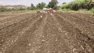 rabi 2022 wheat sowing