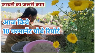 परमानेंट प्लांटस रिपोर्टिंग || गर्मियों की तैयारी फरवरी का जरूरी काम || Permanent plants repotting