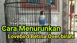 Cara Mengatasi Lovebird Betina Over birahi