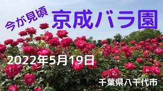 【京成バラ園】  2022年5月19日の開花状況