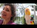 are caique parrots loud parrot_bliss