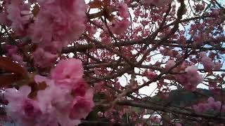 南信州の自然ー桜ー[桜(関山)]