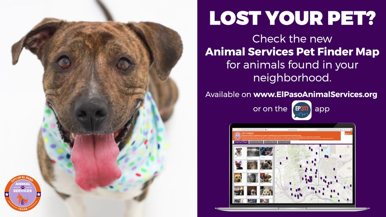 Where Do I Report A Found Dog