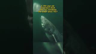 This Shark is 392 Years Old!