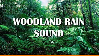 Relaxing Woodland Rain - Non strop forest rain sound for sleeping, relax, study  and meditation