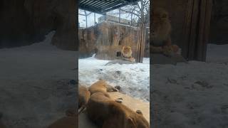 【今日の旭山動物園ライオン】床暖女子会を眺めるオリト#旭山動物園#ライオン#オリトファミリー