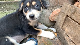 隙間に落ちたクッキーを取ってほしい子犬「ねー、取って」A puppy trying hard to get cookies