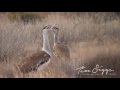 australian bustard ardeotis australis