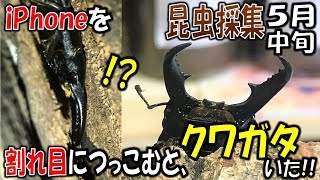 【クワガタ採集＆カブトムシ採集】昆虫採集2018 割れ目にiPhoneをつっこむと、かっこいいクワガタがいたっ！（くろねこチャンネル）