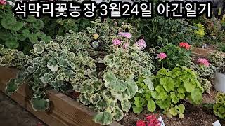 3월24일 석막리꽃농장 야간 제라늄이야기