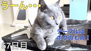 【スコ猫トト君】テーブルはトト君の縄張りになりそうです•••