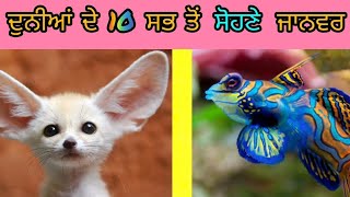 world 10 most beautiful animals . ਦੁਨੀਆਂ ਦੇ 10 ਸਭ ਤੋਂ ਸੋਹਣੇ ਜਾਨਵਰ |