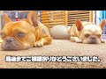 フレブル連れてキャンプin ［フレンチブルドッグ ］