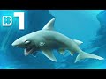 Hungry Shark Evolution Ep 1 - NAM NAM!!!