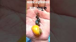 আমার একুরিয়ামের সব শামুক।🥰 #শামুক #mysterysnail #shorts