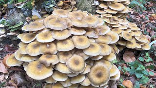 เห็ดขอนสนนำ้ผึ่งเยอะมากเต็มขอนเก็บฟินกันยาวๆๆไปเลยจ้า#picking honey mushrooms #10/19/20.