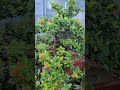 백화등 초대품 bonsai_auction 경남스마일분재경매장 koreabonsai bonsai 분재경매 마삭줄 백화등