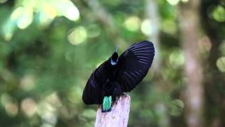 極楽鳥　コウロクフウチョウの求愛