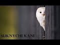 SUKNYCHI KANI | A BIRD STORY | BEST KONKANI SONG | ChiKoo Studios