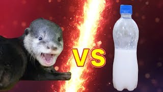 【謎の白い液体】VS【カワウソのビンゴ】