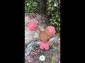 shorts【ポケgo】ar動画｜427ミミロル｜buneary｜花飾りミミロル｜shinypokémon｜桜始開（さくらはじめてひらく）｜七十二候｜第十一候｜三熊山｜桜✿