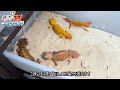 포브스 선정 세계에서 가장 귀여운 도마뱀 world best cute lizard